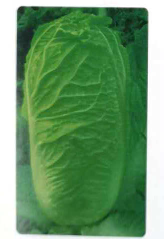Qinglv65——Chinese Cabbage Qinglv65——Chinese Cabbage